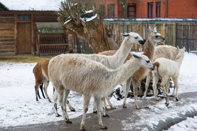 Калининградский зоопарк опубликовал график работы в новогодние праздники