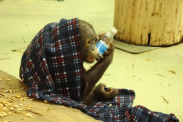 Калининградский зоопарк просит поделиться с орангутанами одеялами и пледами 
