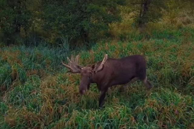 «Свен с большими рогами»: калининградец снял на видео лося с помощью дрона