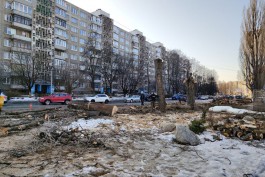 Вдоль улицы Багратиона в Калининграде вырубают взрослые тополя (фото)