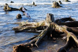 Учёные: Возраст «подводного леса» на пляже Зеленоградска — около 300 лет