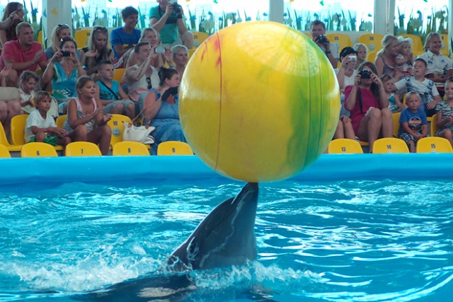 «Проблемы в будущем»: в калининградском зоопарке предложили построить дельфинарий