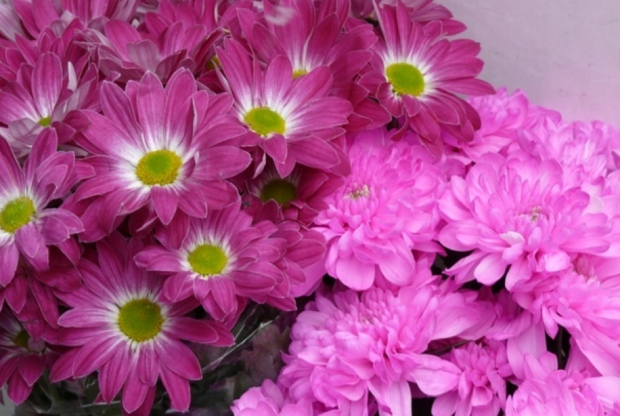 В Калининграде посадят 8 тысяч цветов