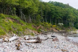 Почти 44 га леса на побережье в районе Янтарного сдадут в аренду на 49 лет петербургской компании