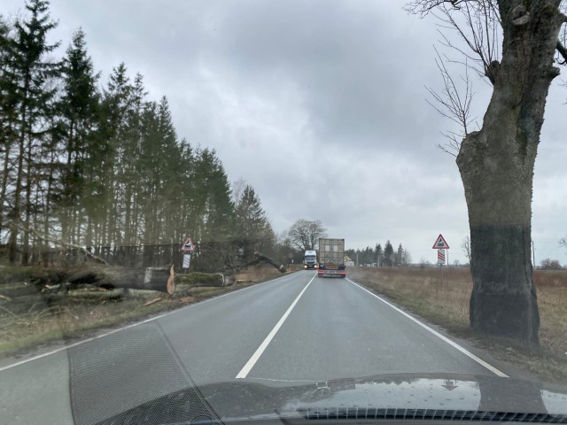 На трассе Калининград — Балтийск вырубают придорожные деревья