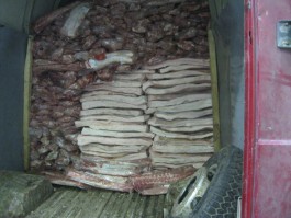 В Калининградской области уничтожат более 3,5 тонн свинины из Польши