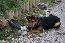 В городах-участниках ЧМ-2018 планируют открыть временные приюты для бродячих собак