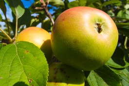 Производитель сока: Калининградские садоводы пока не повышают закупочную цену на яблоки