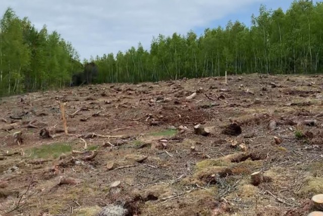 «Меняют сосны»: на Куршской косе вырубили полтора гектара пожаропасных деревьев
