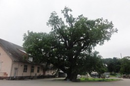 Участок со старинным дубом в Ладушкине выкупили и передали муниципалитету