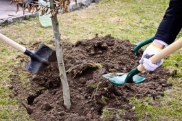 До конца ноября в Калининграде планируют высадить 72 дерева и 42 кустарника