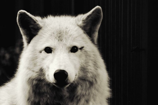 В зоопарке Калининграда умерла полярная волчица Рено