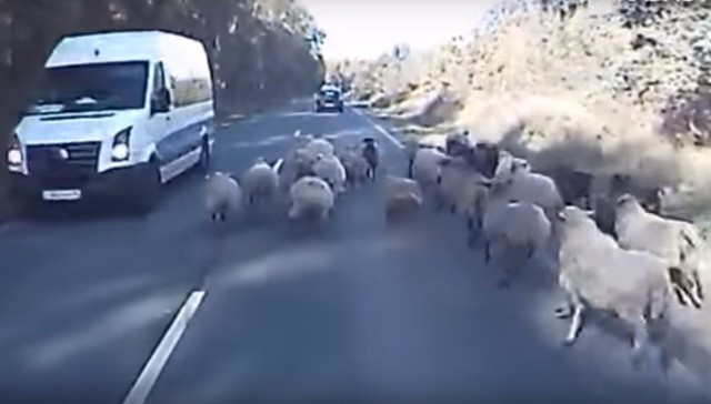 Стадо овец помешало движению автомобилей по трассе Калининград — Балтийск (видео)