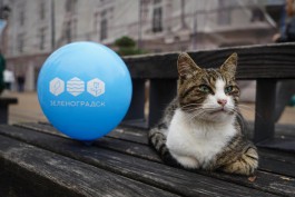 «Выставка кошек, Кубок мамочек и водное шоу»: в выходные в Зеленоградске отметят День города