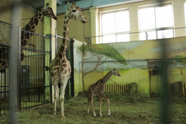 В калининградском зоопарке показали видео рождения жирафёнка (видео)