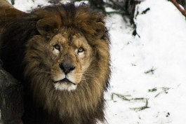 В калининградском зоопарке умер лев Бонифаций