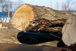 В Калининграде ищут подрядчика для продолжения санитарной вырубки деревьев