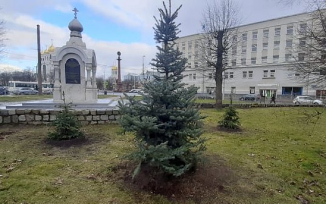 Мэрия высадит ёлки с площади Победы на улицах Калининграда