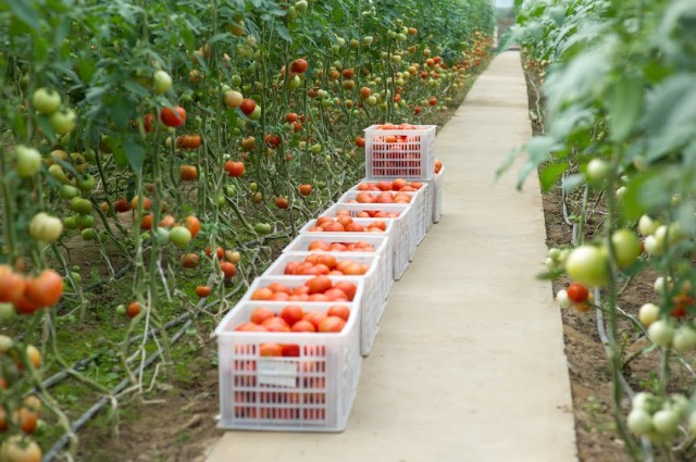 В правительстве Калининградской области рассказали, когда подешевеют местные помидоры