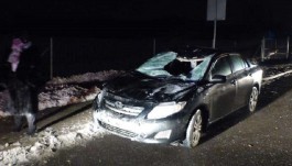 Калининградец на «Тойоте» сбил лося на польской приграничной трассе (фото)