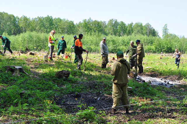На месте санитарной вырубки в Черняховском лесничестве высадили шесть тысяч дубов