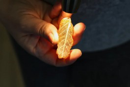 В Калининградской области нашли янтарь с отпечатком листа древнего дуба (фото)