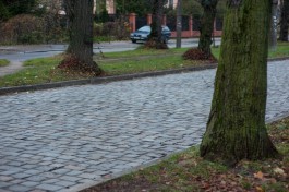 Мэрия Калининграда не знает, что делать со старыми немецкими деревьями на тротуарах