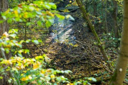 В лесу на окраине Зеленоградска грибник обнаружил тело пенсионерки