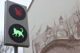 В Зеленоградске установили новые кошачьи светофоры