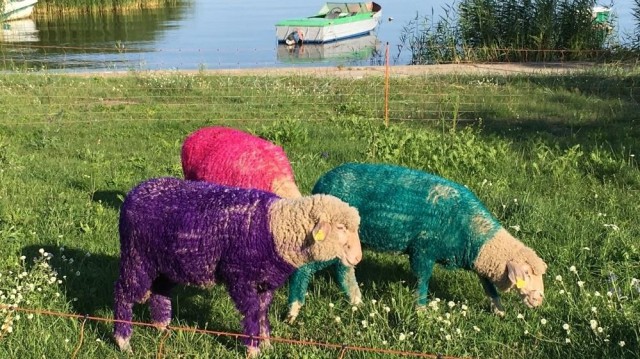 На литовской части Куршской косы выпустили пастись разноцветных овец