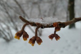 В Ботаническом саду в Калининграде зацвёл волшебный орех (фото)
