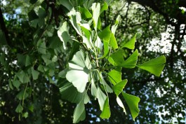 «Между лианой и гинкго»: в Калининграде планируют создать всесезонный экомаршрут