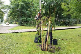 В зеленоградских парках впервые высадили «сигарные деревья»