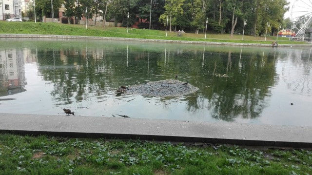 О чудовищном состоянии Верхнего озера в Калининграде