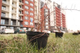 На бульваре Снегова в Калининграде высадили 800 кустарников спиреи  (фото)