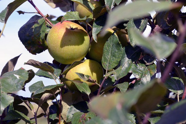В Калининграде запустили завод по производству яблочных соков 