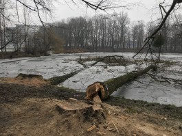 Активисты: Прокуратура приостановила вырубку деревьев в Южном парке до 1 марта