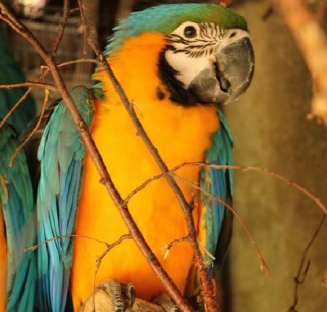 Из калининградского зоопарка сбежал сине-жёлтый ара