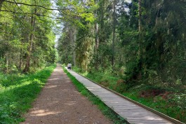 В Королевском бору на Куршской косе обустроят новые дорожки и площадку для людей с инвалидностью