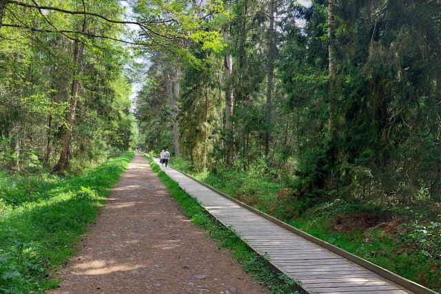 В Королевском бору на Куршской косе обустроят новые дорожки и площадку для людей с инвалидностью