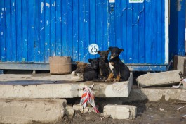 УМВД: Житель Калининграда убил собаку о стену, чтобы отомстить своей подруге