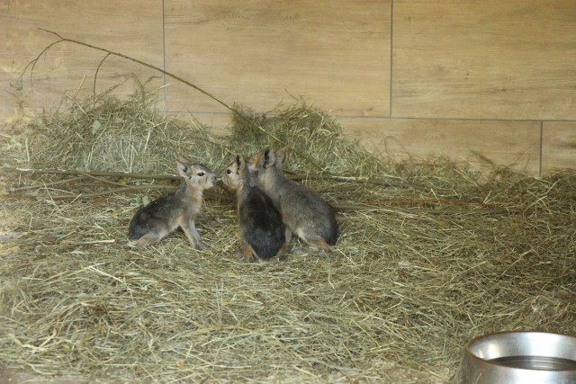 В калининградском зоопарке родились три патагонские мары