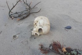 На Куршской косе нашли человеческий череп