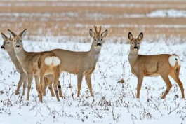 &laquo;Критическая ситуация&raquo;: жителей Калининградской области просят помочь косулям пережить суровую зиму