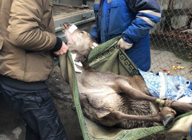 Раненого оленя перевезли из Калининграда в «Подворье на Хуторской» (фото)