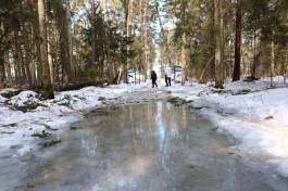 Прогулки по экотропе «Королевский бор» на Куршской косе ограничили из-за таяния снега
