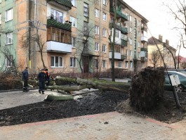 В Калининграде поваленное ветром дерево упало на жилой дом
