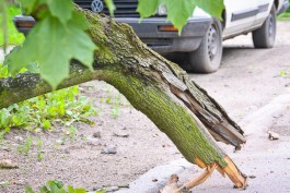 Сильный ветер повалил 14 деревьев в Калининграде 