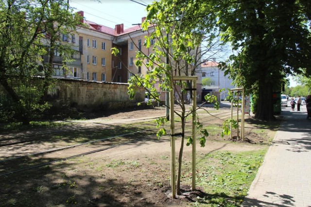 На Фестивальной аллее в Калининграде высадили 30 каштанов Бриоти