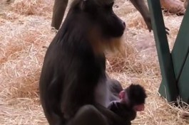 «Маленький, лопоухий и очень смешной»: в Калининградском зоопарке родился детёныш мандрила 